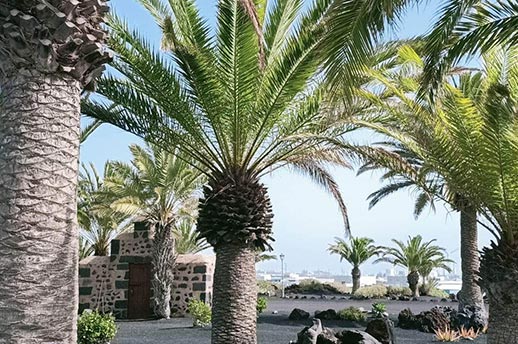 Palm trees in Arrecife, on the island of Lanzarote, Canary Islands